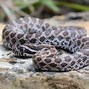 Image result for Common Missouri Snakes