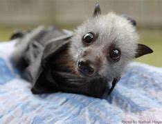 Image result for Cute Flying Fox Bat