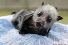 Image result for Cute Fox Bat