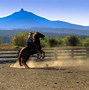 Image result for Trainers Leading Horses