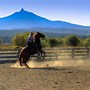 Image result for Pretty Horse Trainer