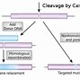 Image result for cDNA vs Genomic DNA