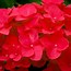 Image result for Hydrangea macrophylla Royal Red