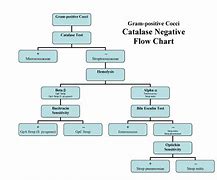 Image result for Gram-negative Flow Chart