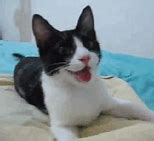 Image result for Happy Smiling Cat Meme