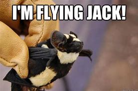 Image result for Flying Bat Funny Memes