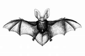 Image result for Bat Illustration Black and White