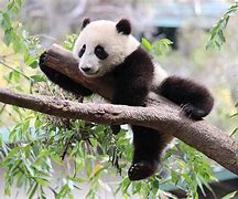 Image result for Pygmy Giant Panda