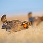 Image result for Greater Prairie Chicken Female