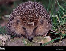 Image result for Prickle of Hedgehogs