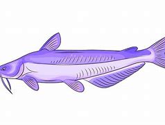 Image result for Free Blue Catfish Clip Art