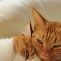 Image result for Photo Funny Uno Cat Lover