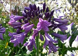 Image result for Agapanthus Poppin Purple