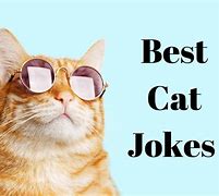 Image result for Funny Cat Jokes for Adults