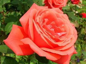 Image result for Hybrid Tea Rose Trees