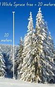 Image result for How Tall Is 20 Metres