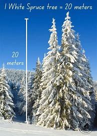 Image result for How Big Is 25 Meters