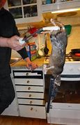 Image result for Giant Rubber Rat Prop