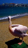 Image result for Pink Pelican Kayak
