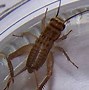Image result for Common House Cricket Transparent