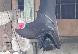 Image result for Human Male Bat