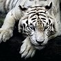 Image result for White Tiger Wallpaper