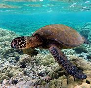 Image result for Cool Sea Turtle