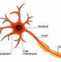 Image result for Cartoon Brain Neurons
