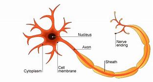 Image result for Nerve Cell GCSE