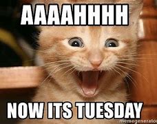 Image result for Tuesday Kitty Meme
