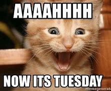 Image result for Tuesday Cat Meme