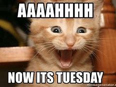 Image result for Happy Tuesday Pictures Funny