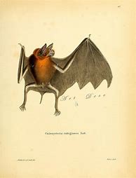 Image result for Vintage Bat Scientific Illustration