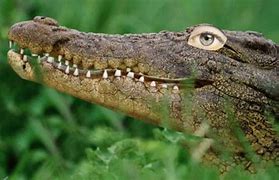 Image result for Alligator Crocodile Caiman Differences