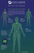 Image result for Lymphatic Vessels and Lymph Nodes