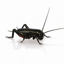 Image result for Large Black Cricket