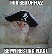 Image result for Pirate Cat Meme