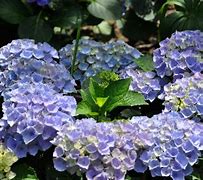 Image result for HYDRANGEA MACR. XIAN