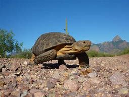 Image result for AZ Desert Tortoise