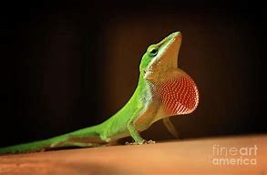 Image result for Lizard Dewlap