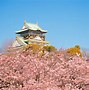 Image result for Osaka Japan Cherry Blossom