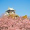 Image result for Cherry Blossom Park in Osaka