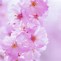 Image result for Cherry Blossom Wallpaper Xbox