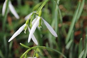 Image result for Galanthus Wasp