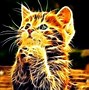 Image result for Cat 3D HD Wallpapers