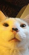 Image result for Funny Cat in Suit