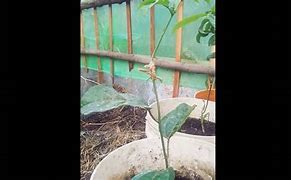 Image result for Grafting Passion Fruit