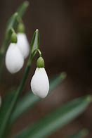 Image result for Galanthus plicatus Diggory