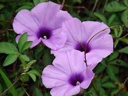 Image result for Ipomoea Cairica