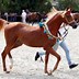 Image result for Horse Breeds and Types